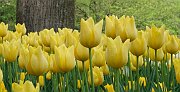 22messer tulipano